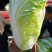 湖北白菜青杂3号白菜4~6斤毛菜品质保证欢迎咨询