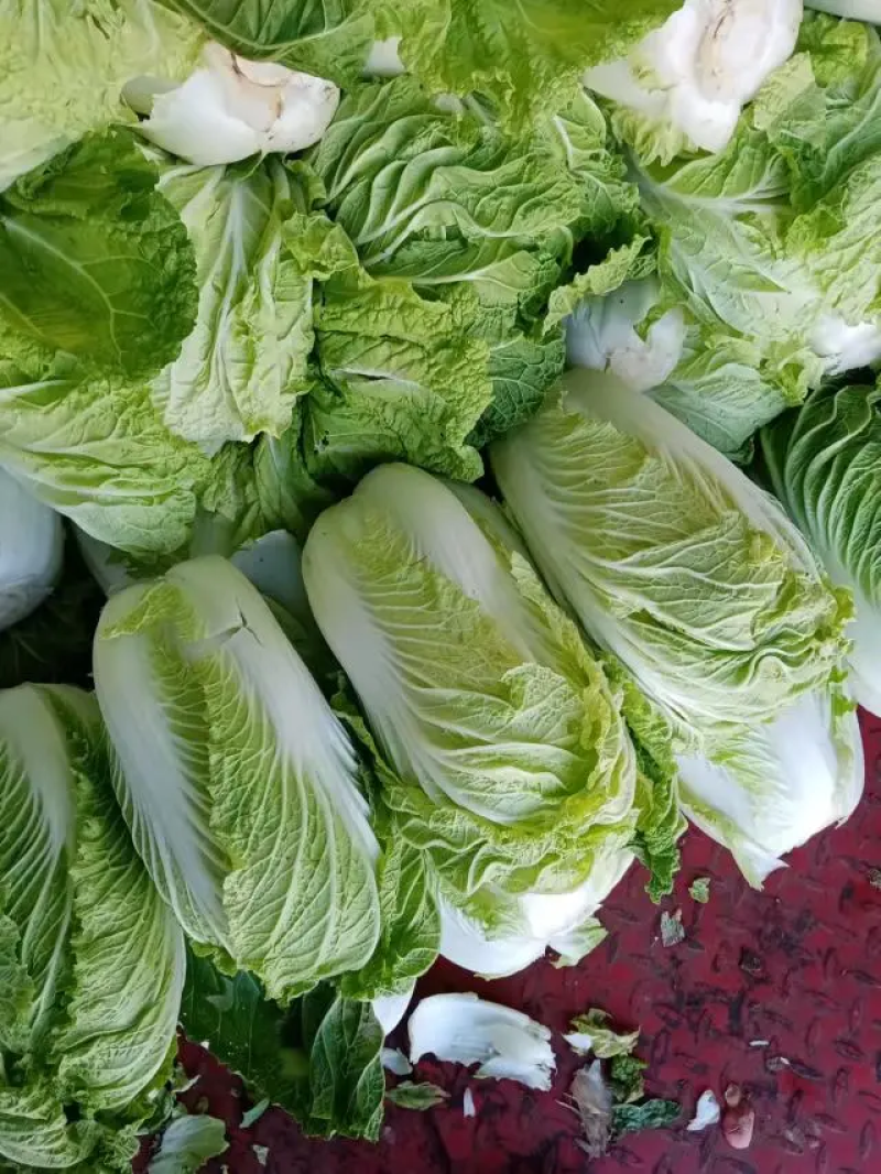 湖北白菜青杂3号白菜4~6斤毛菜品质保证欢迎咨询