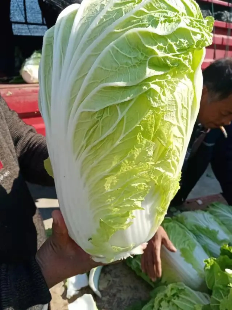 矮胖黄心大白菜青杂三号白菜产地直发欢迎咨询4~6斤