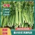 山西运城精品芹菜,产地直发,专业代办,支持视频看货