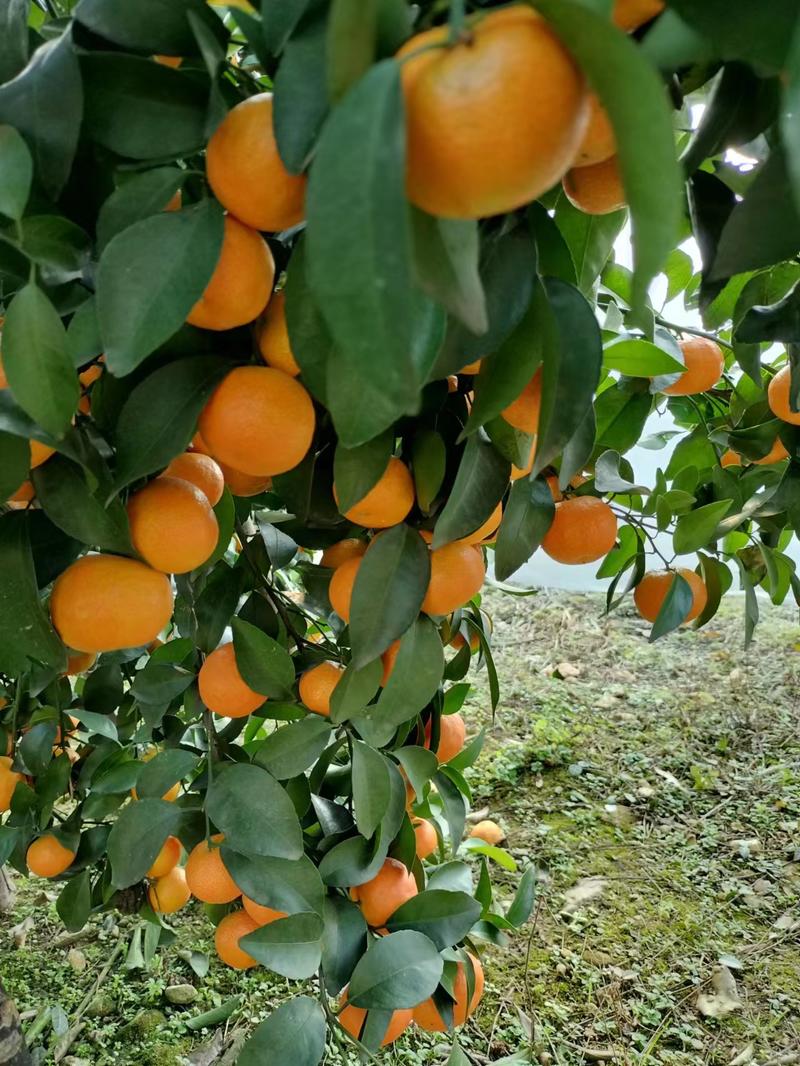广西精品砂糖橘货源充足量大从优质量保证欢迎咨询