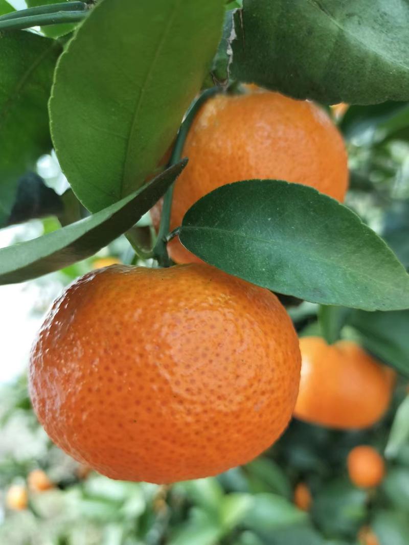 广西精品砂糖橘货源充足量大从优质量保证欢迎咨询