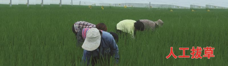 丰谷大米清香米厂家发货货源充足可视频看货欢迎订购