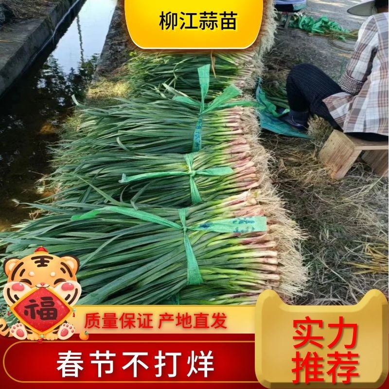 【推荐】优质红根蒜苗供货电商/广西柳州/一手货源/价优