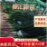 【推荐】优质红根蒜苗供货电商/广西柳州/一手货源/价优