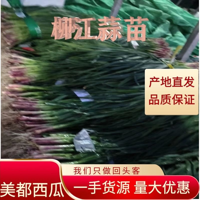 【推荐】优质红根蒜苗供货电商/广西柳州/一手货源/价优