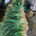 【推荐】优质红根蒜苗供货电商/广西柳州/一手货源/价优