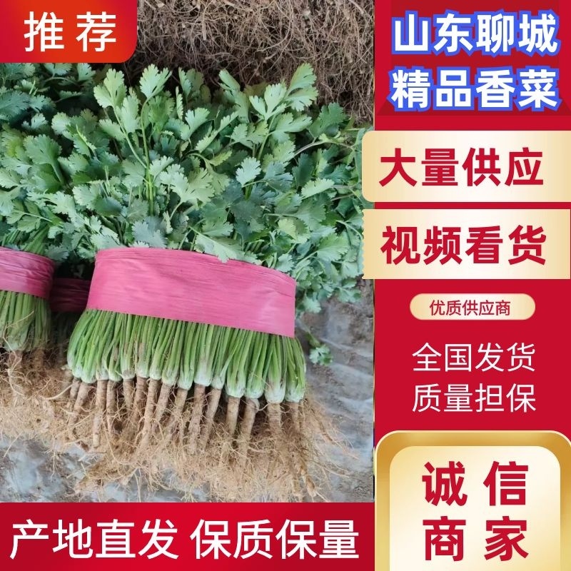 聊城铁杆青香菜，大量供应各大电商平台，商超，市场等。
