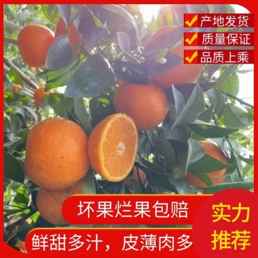 广东沃柑精品柑桔免费看货供应电商/商超/市场/整车走货