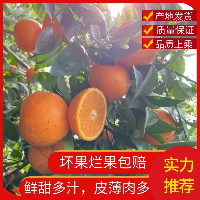 广东沃柑精品柑桔免费看货供应电商/商超/市场/整车走货