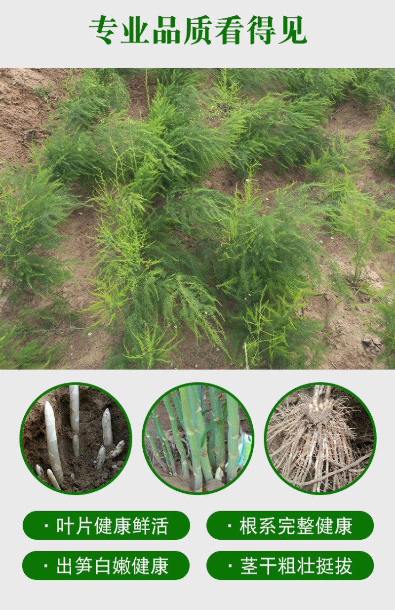 芦笋苗芦笋种苗芦笋蔬菜苗四季种植根苗阳台盆栽绿植多年生