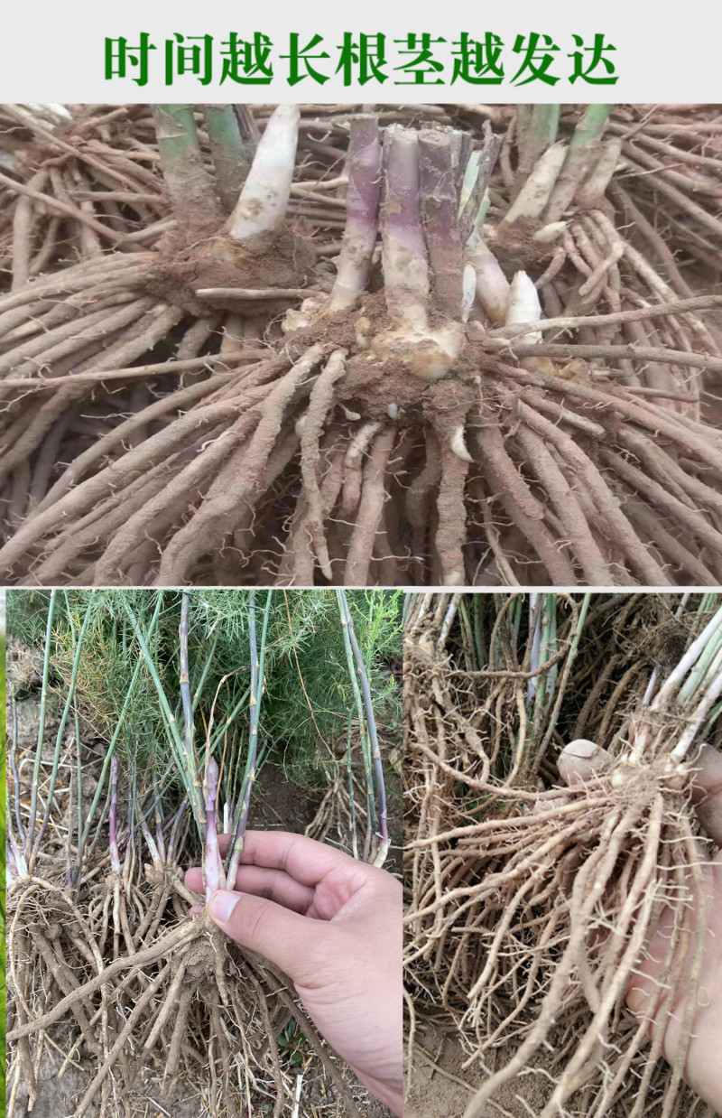 芦笋苗芦笋种苗芦笋蔬菜苗四季种植根苗阳台盆栽绿植多年生