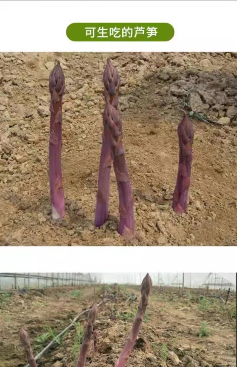 芦笋苗芦笋种苗芦笋蔬菜苗四季种植根苗阳台盆栽绿植多年生