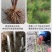 芦笋苗芦笋种苗芦笋蔬菜苗四季种植根苗阳台盆栽绿植多年生