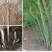 芦笋苗芦笋种苗芦笋蔬菜苗四季种植根苗阳台盆栽绿植多年生