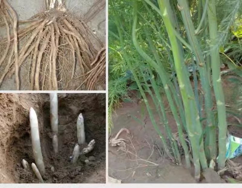 芦笋苗芦笋种苗芦笋蔬菜苗四季种植根苗阳台盆栽绿植多年生