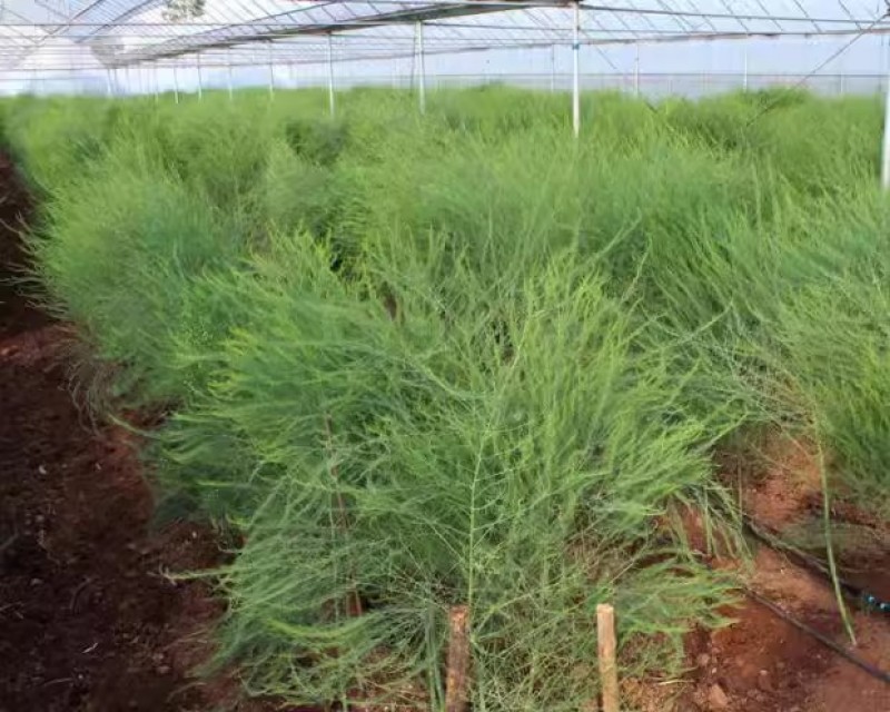 芦笋苗芦笋种苗芦笋蔬菜苗四季种植根苗阳台盆栽绿植多年生