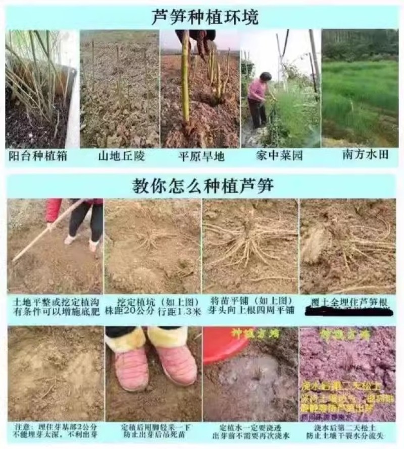 芦笋苗芦笋种苗芦笋蔬菜苗四季种植根苗阳台盆栽绿植多年生