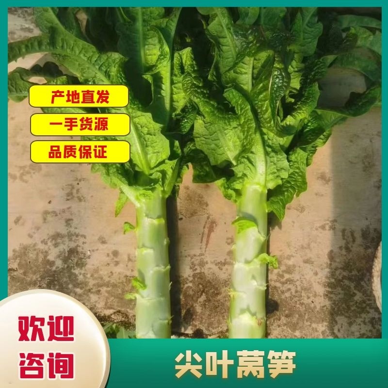 优质莴笋
