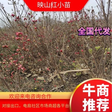 映山红小苗山东苗圃直发规格齐全质量保证提供技术指导