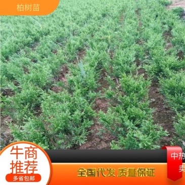 真柏，八房系鱼川真柏小苗，米叶小苗，宫阪小苗，造型苗