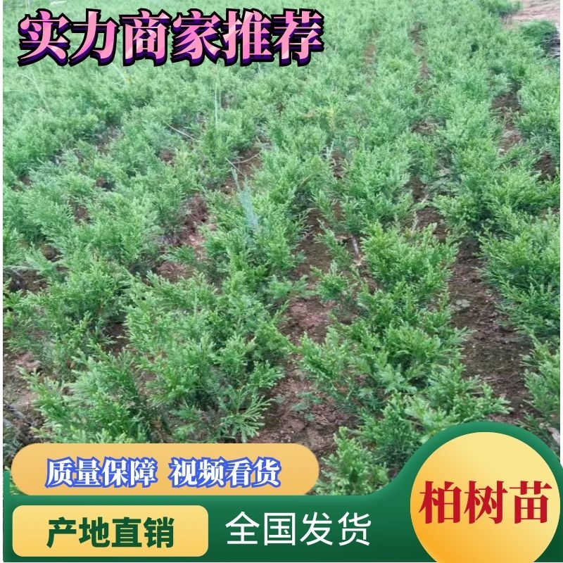 真柏，八房系鱼川真柏小苗，米叶小苗，宫阪小苗，造型苗