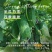 绿春小冬瓜种子种籽阳台菜苗四季盆栽蔬菜种子迷你瓜