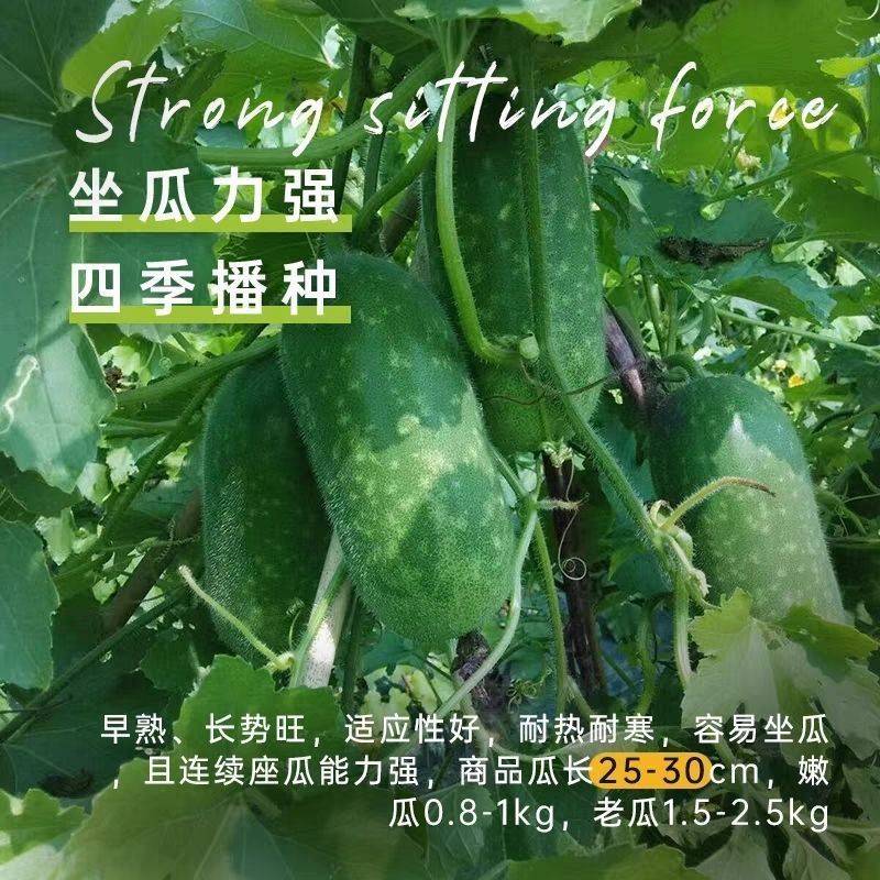 绿春小冬瓜种子种籽阳台菜苗四季盆栽蔬菜种子迷你瓜