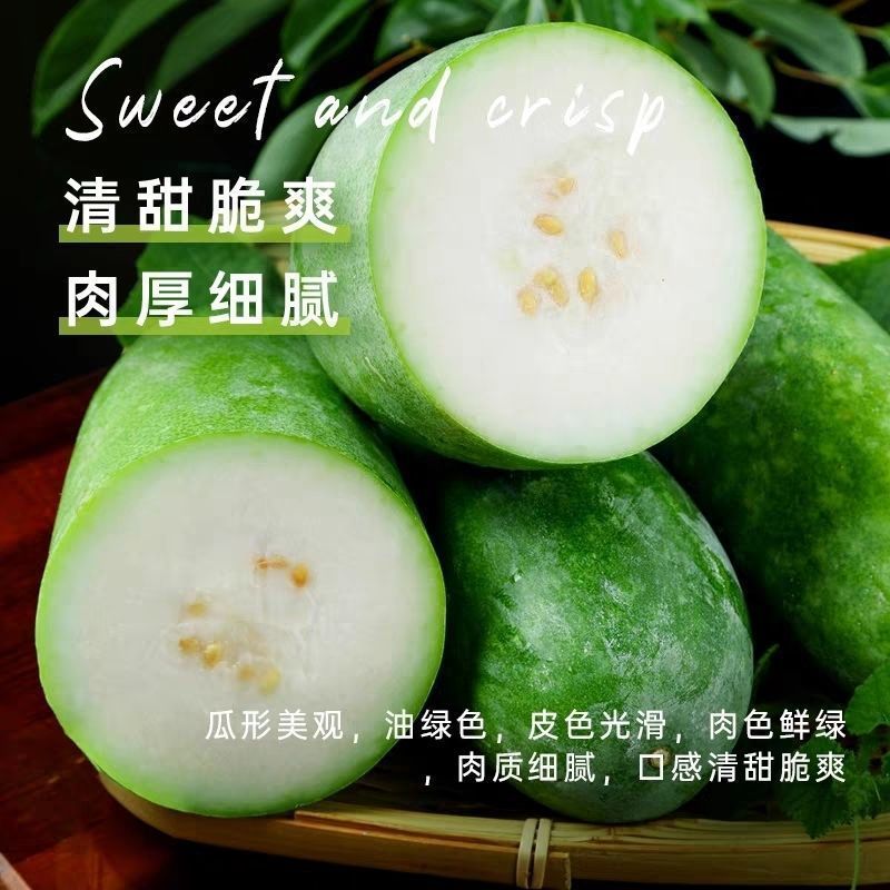 绿春小冬瓜种子种籽阳台菜苗四季盆栽蔬菜种子迷你瓜