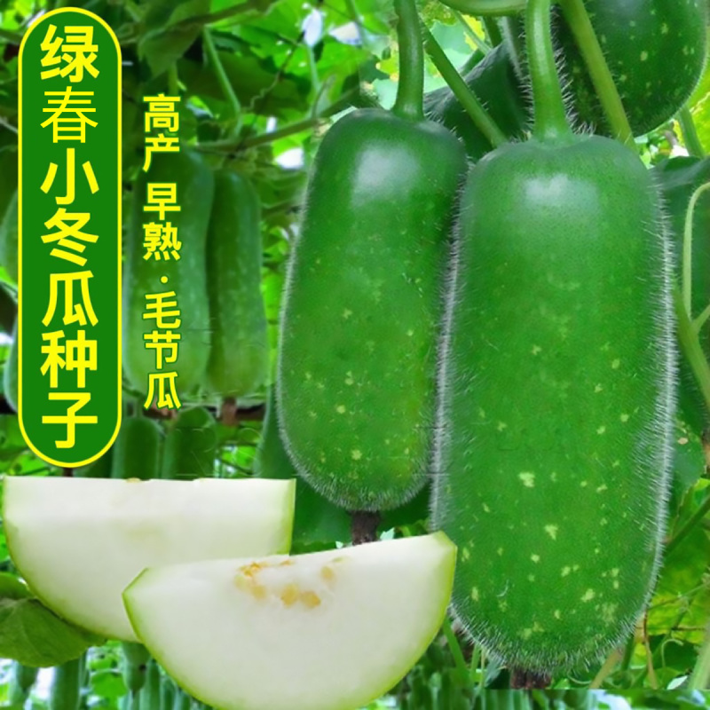 绿春小冬瓜种子种籽阳台菜苗四季盆栽蔬菜种子迷你瓜