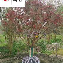 红枫苗木基地直供中国红枫绿化苗木批发规格多量大