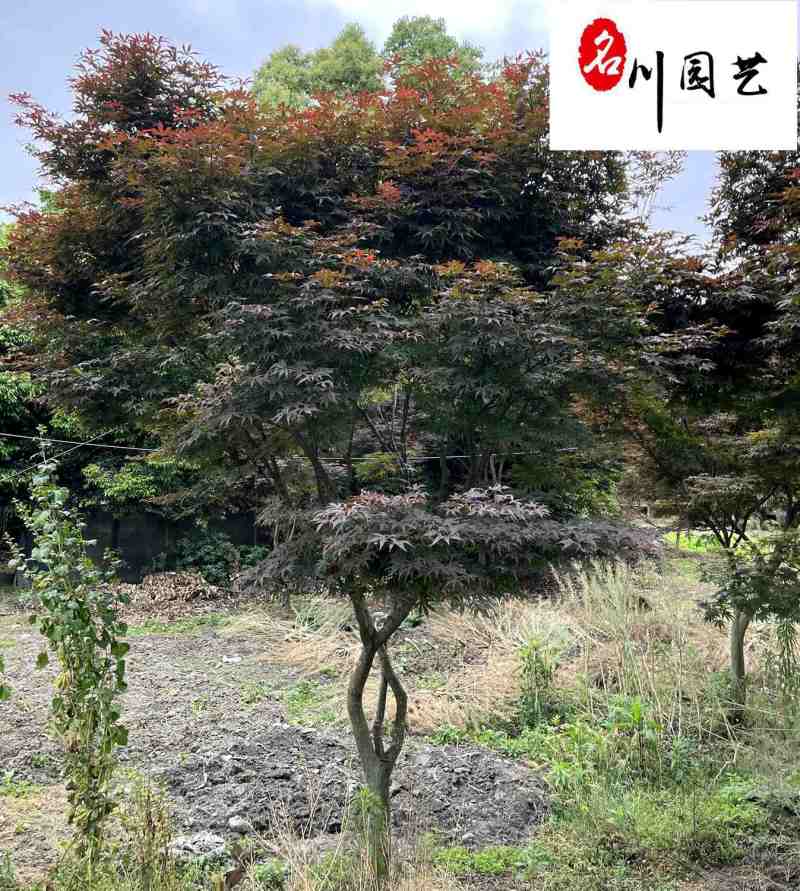 红枫苗木基地直供中国红枫绿化苗木批发规格多量大优惠