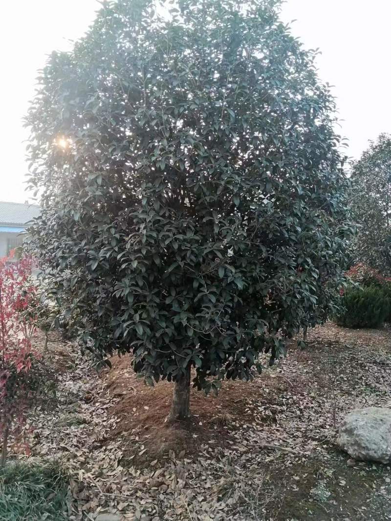 【热卖】桂花树，货量充足，好养活，产地直发欢迎选购