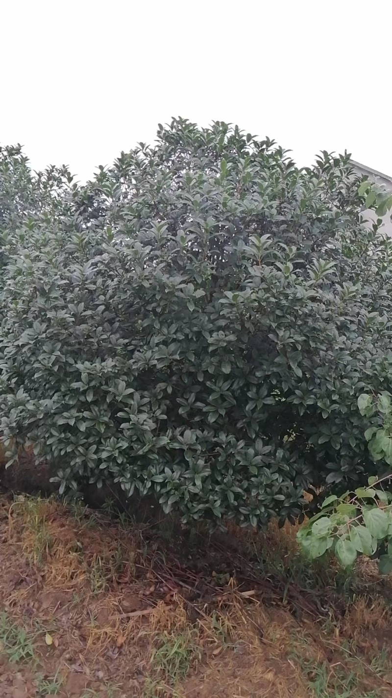 【热卖】桂花树，货量充足，好养活，产地直发欢迎选购