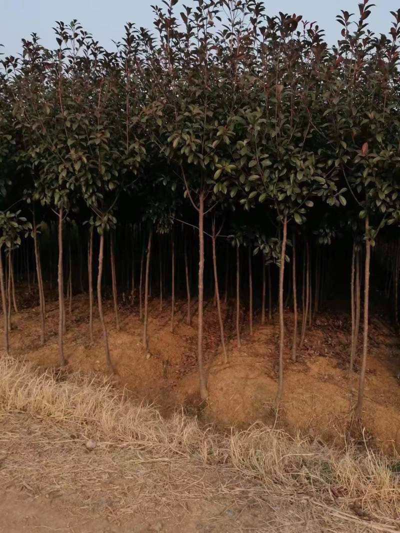 【热卖】石楠树，2公分石楠树，产地直发货量充足欢迎选购