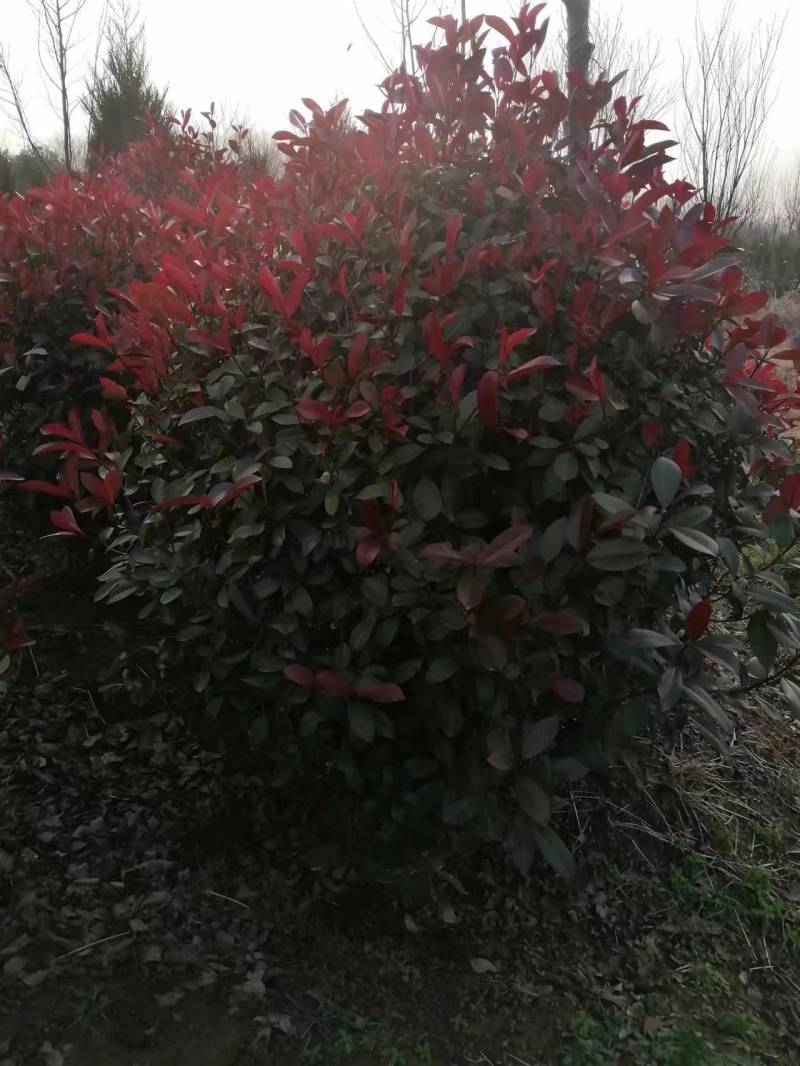 【热卖】石楠球，产地直发，货量充足，欢迎客户来电选购