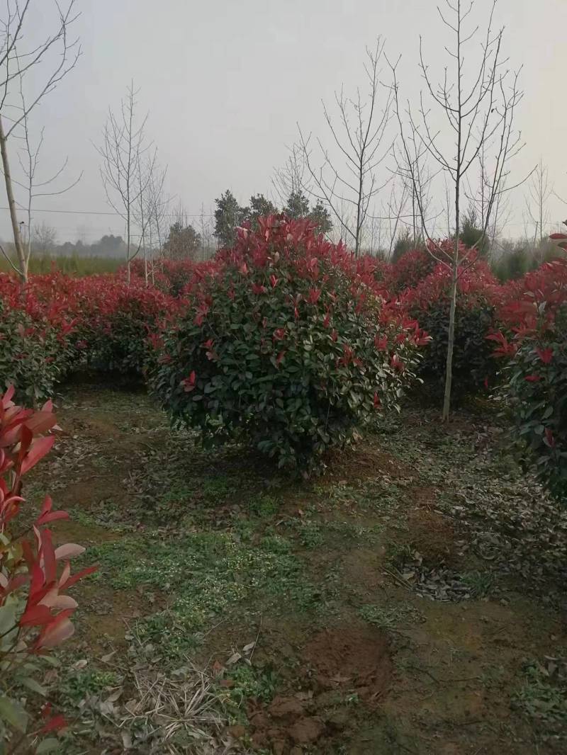 【热卖】石楠球，产地直发，货量充足，欢迎客户来电选购