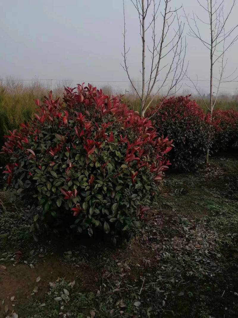 【热卖】石楠球，产地直发，货量充足，欢迎客户来电选购