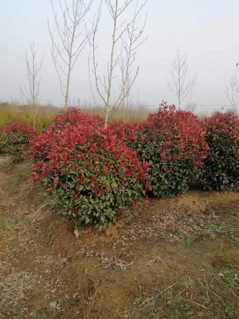 【热卖】石楠球，产地直发，货量充足，欢迎客户来电选购