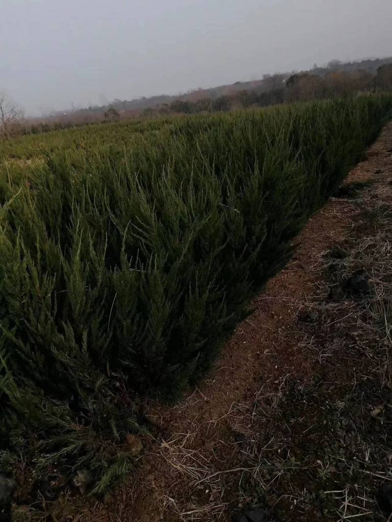 【热卖】松柏，蜀桧，货量充足，全国可发欢迎来电选购