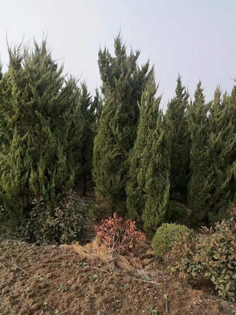 【热卖】松柏，蜀桧，货量充足，全国可发欢迎来电选购