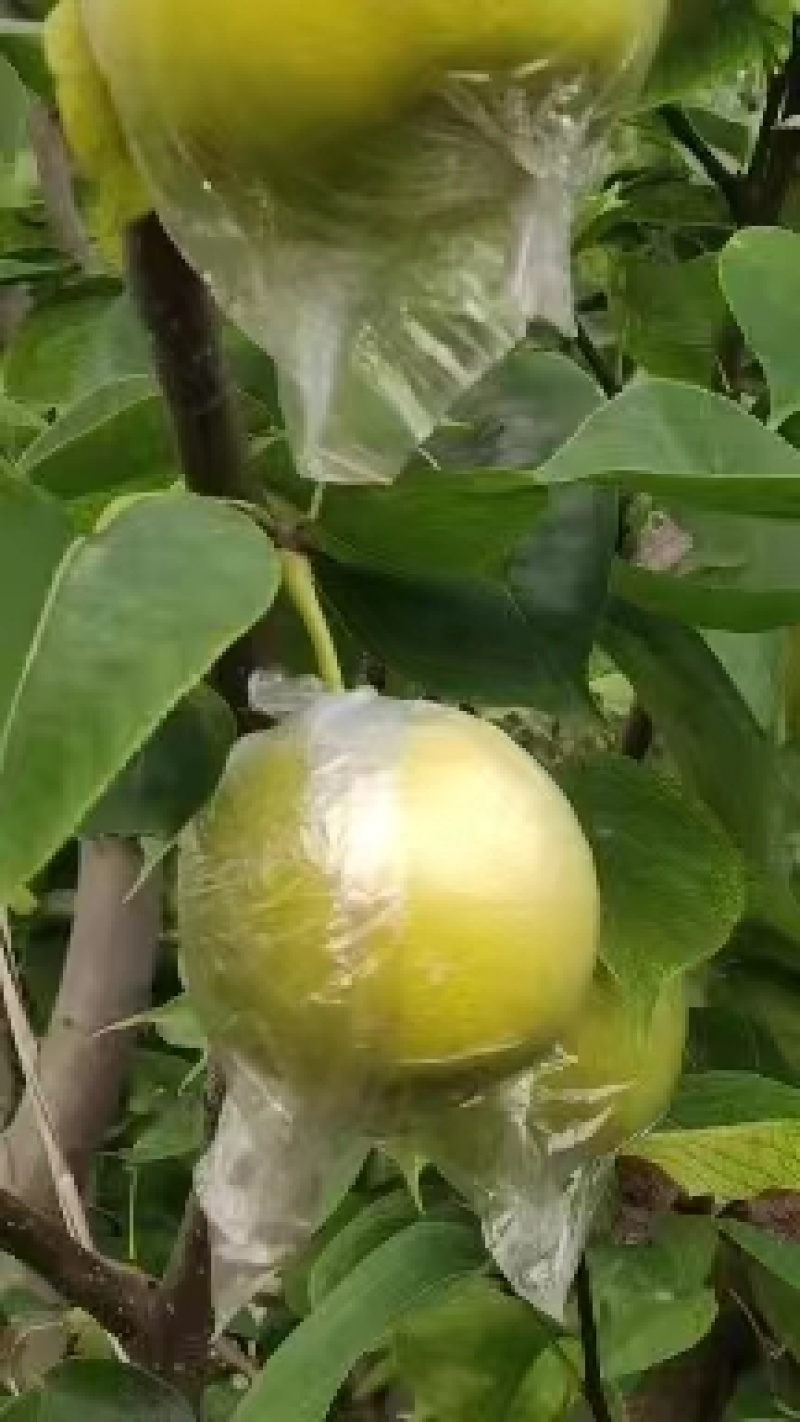 河北皇冠梨优质黄冠梨鸭梨皮薄多汁脆甜可口欢迎咨旬
