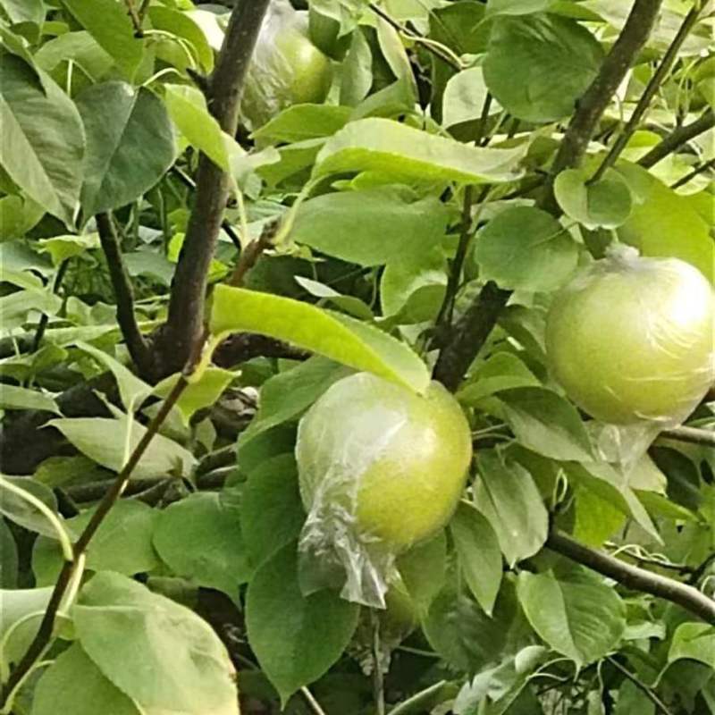 河北皇冠梨优质黄冠梨鸭梨皮薄多汁脆甜可口欢迎咨旬
