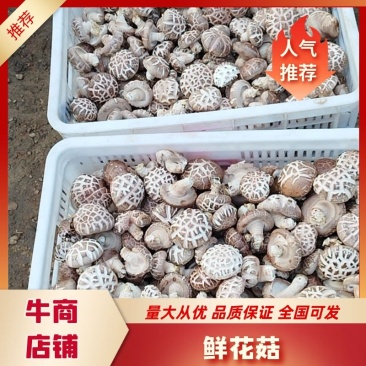 精品鲜花菇，光面菇，小包菇，包装菇，基地直供