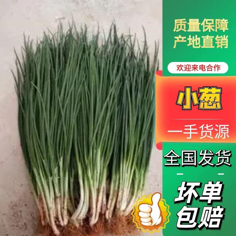 【精品】小葱产地直发一手货源，货源充足，实力代办