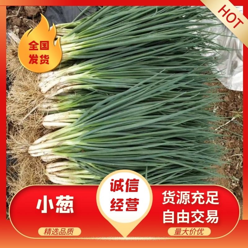 小葱产地直供精品小葱，一手货源无中间商赚差价，货源充足
