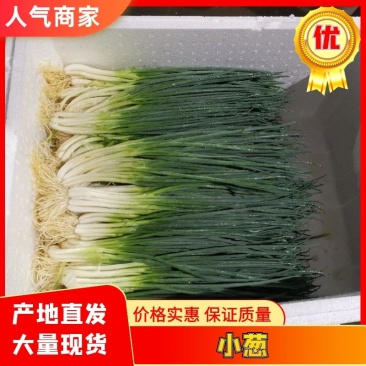 小葱产地直供精品小香葱大量热销中（产地大掉价）实力代收