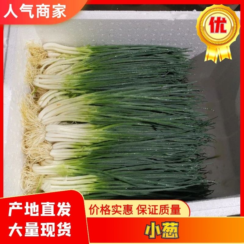 小葱产地直供精品小香葱大量热销中（产地大掉价）实力代收