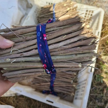 江西南昌蔓荆子苗，产地一手货源，量大从优，欢迎来电