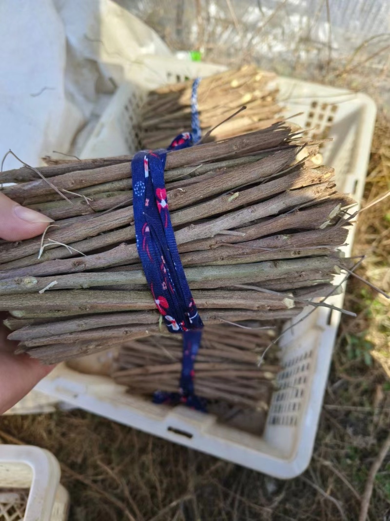 江西南昌蔓荆子苗，产地一手货源，量大从优，欢迎来电